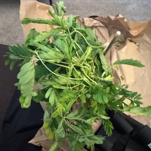 Amalia added a photo of their purchase