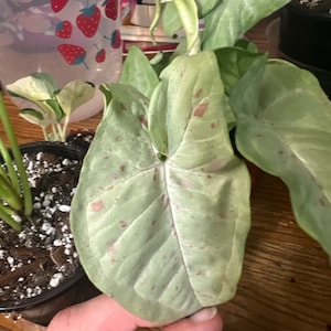 Etsy-Käufer:in hat ein Foto des gekauften Artikels hinzugefügt