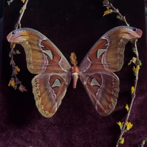 本物のアトラスモス Attacus Atlas A1グレード スプレッド/未