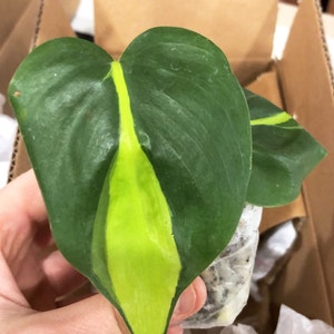 Haily Gee added a photo of their purchase