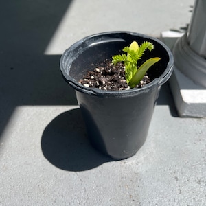 Stephanie added a photo of their purchase