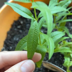 Katie ha añadido una foto de su compra