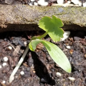 Adreanna ha añadido una foto de su compra