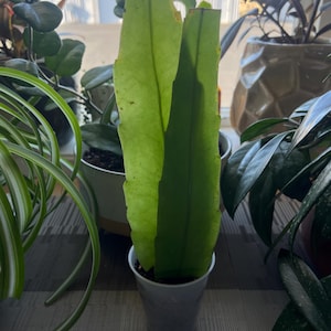 Christina added a photo of their purchase