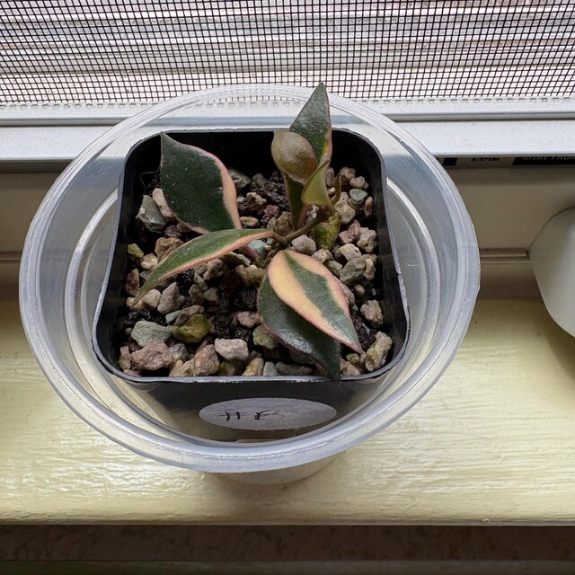 Hoya bakoensis (Outer Variegated - Albo) | 2-Inch – Hoya Treasures