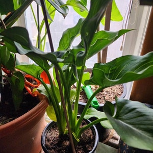 Giant Calla Lily (zantedeschia) 1 Feet Tall 1 Gallon Poy - Etsy