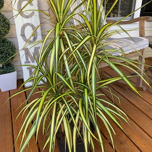 Ray of Sunshine Kiwi Dracena Marginata | Dragon Tree | Live Indoor Tropical  House Plant | Rooted Easy Care Plant in 6 or 8" Inch Pot - Etsy