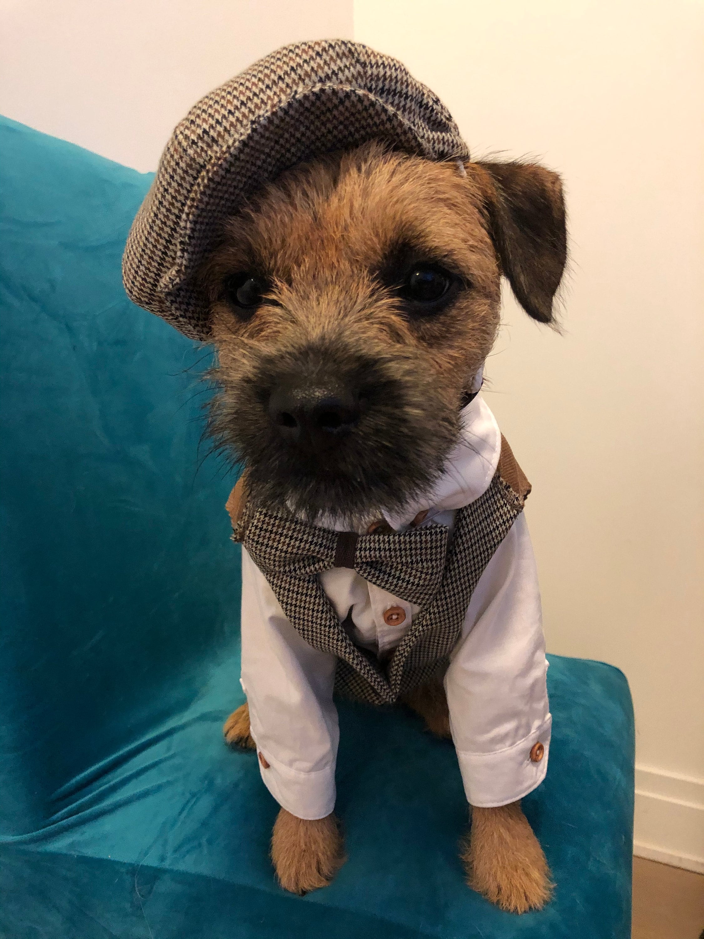 Dog White/Black Shirts with Tan plaid cuff