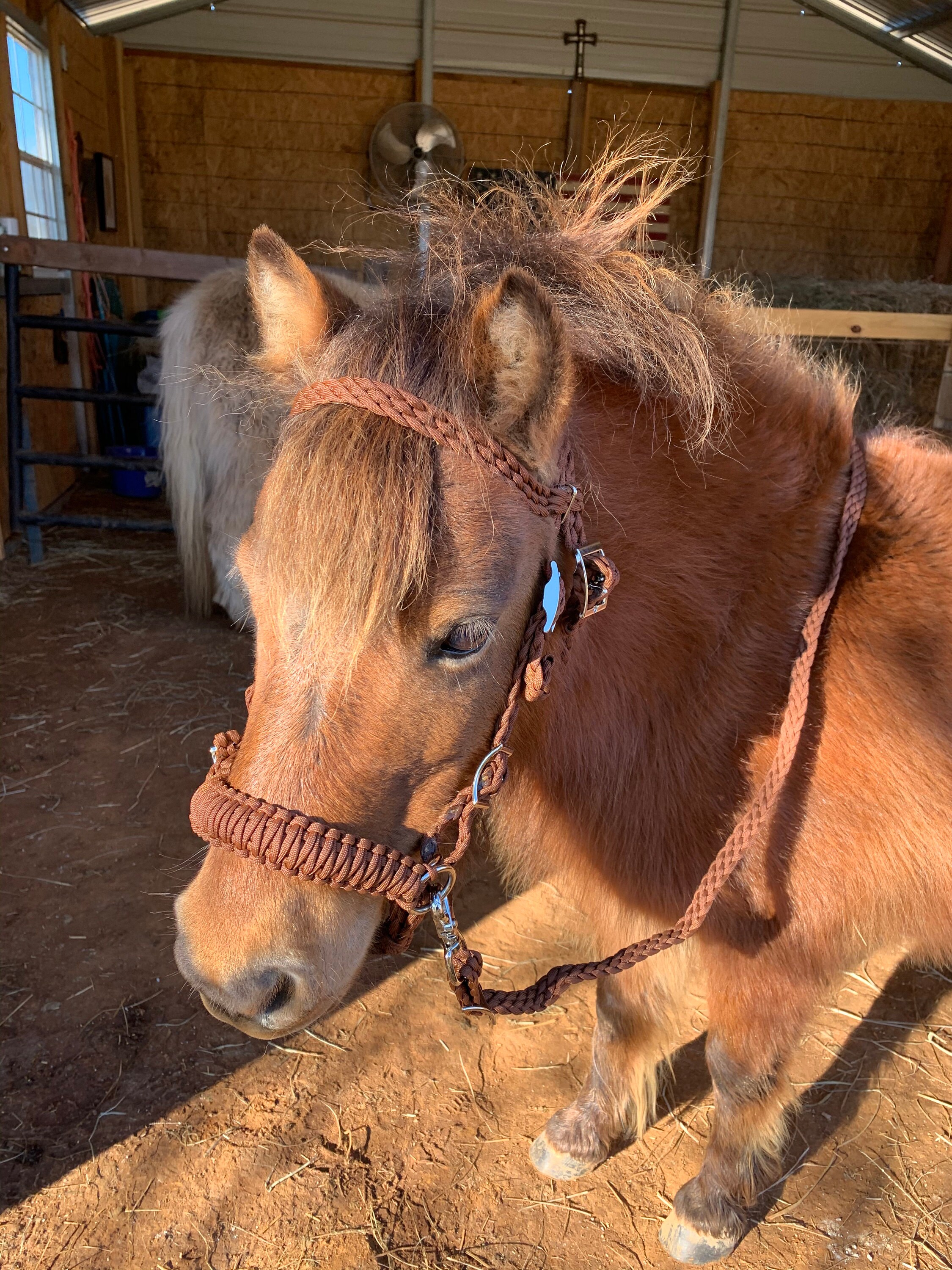 Pony Bitless Bridle Miniature Horse Miniature Horse Bridle Etsy