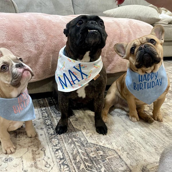 When The Road To Graduation Was Ruff, But You Did It Anyway Macorner Graduationgi