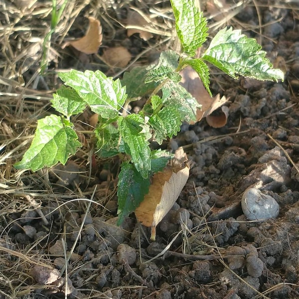 Pawpaw Seeds - Integration Acres Pawpaw Seeds - Integration Acres