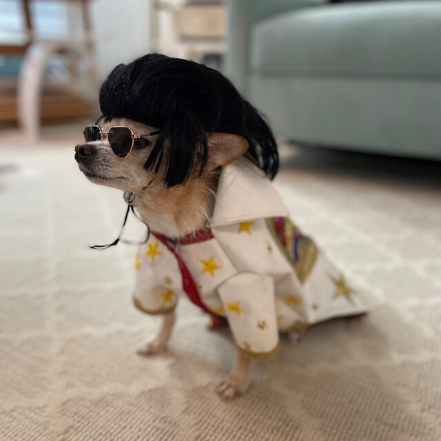 Elvis dog outfit hot sale