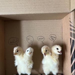 reto added a photo of their purchase