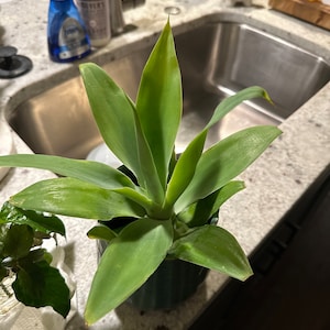 Caryl added a photo of their purchase