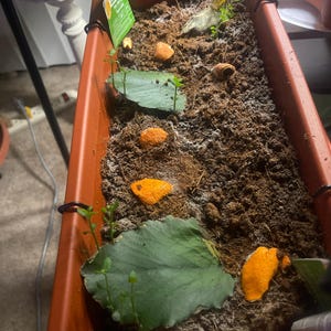 Gwanda ha añadido una foto de su compra