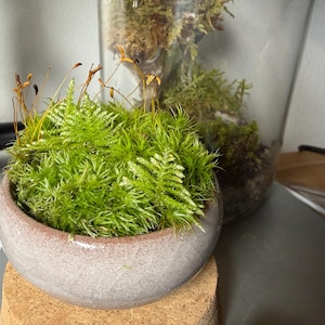 Nana hat ein Foto des gekauften Artikels hinzugefügt