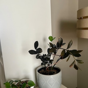 Michelle added a photo of their purchase