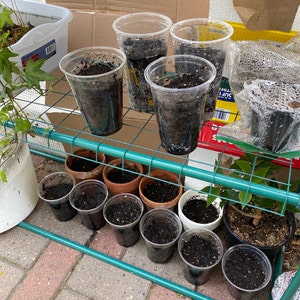 Xeng hat ein Foto des gekauften Artikels hinzugefügt