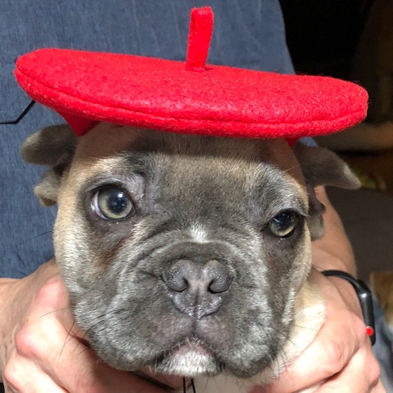 Customer photo of a pet with the Beret Personalized for small pet Raspberry