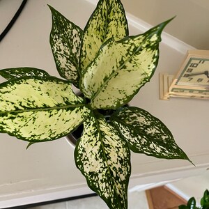 Acquirente Etsy ha aggiunto una foto del proprio acquisto