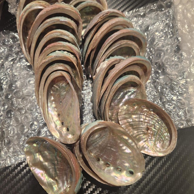卸売（2-3インチ）35 - 150個のアワビの貝殻。貝殻工芸品沿岸ビーチ