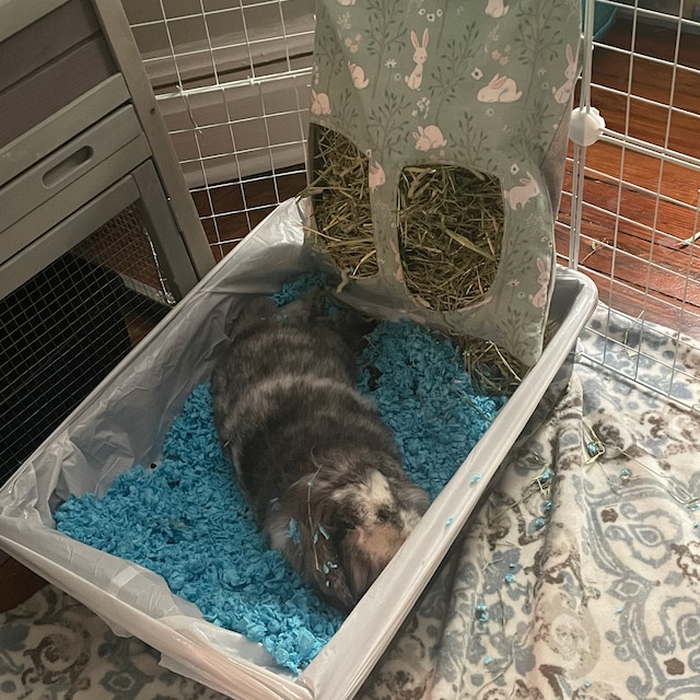Konijn Hooi Zak – Canvas, Hangend, 25x24x1 Cm, 76g – Met Trekkoord En Dubbele Haken – Voor Binnen En Buiten, Geschikt Voor Hamsters En Cavia’s