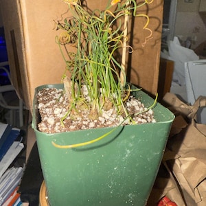 Edgard added a photo of their purchase