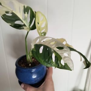 Leah added a photo of their purchase