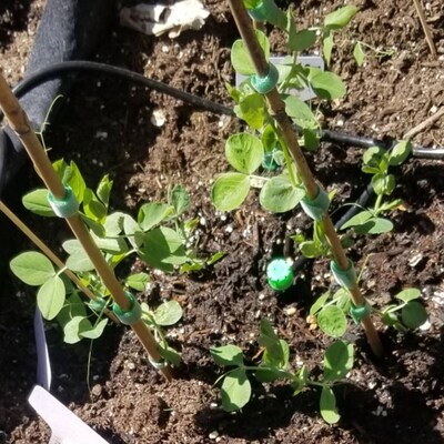 Buy Biosnyg Organic Tokyo Long Bunching Onion Seeds for