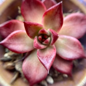 ML added a photo of their purchase