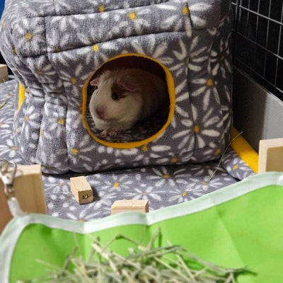 Photo inspiration: Durabile Guinea Pig Fleece Reference: Guinea Pig Fleece Tunnel Guinea Pig Bed Guinea Pig Sleep