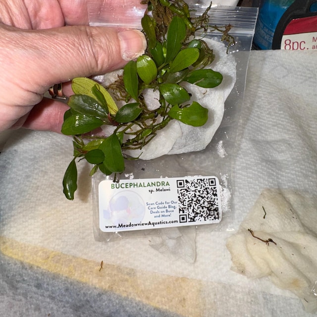 Bucephalandra Sp Melawi - Submerged Grown! Aquarium, Terrarium