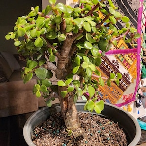 Samarah さんが購入した商品の写真を追加しました