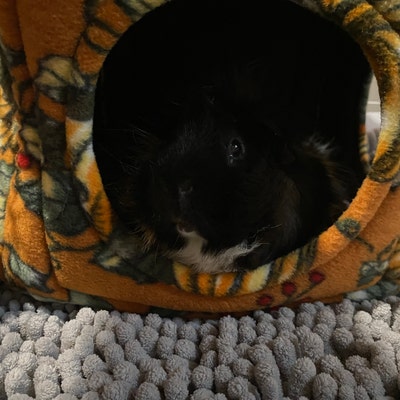 Curated visual reference: Festive Fall Guinea Pig Bed Bunny Bed Guinea Pig Accessories Photo Inspiration