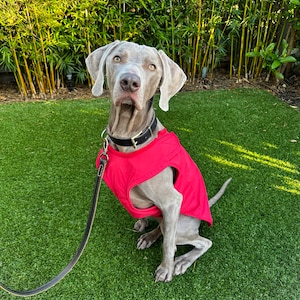 Weimaraner Mantel - Maßgefertigter Hunde Regenmantel - Hundejacke ...