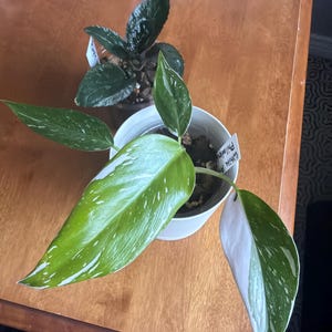 Amanda added a photo of their purchase