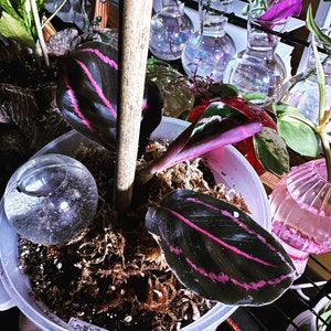 Suzanne ha aggiunto una foto del proprio acquisto