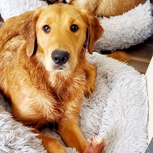 Dawn adicionaram uma foto da sua compra