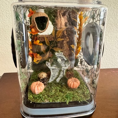 Made-to-order Witch's Cottage Jumping Spider Enclosure,jumping Spider ...
