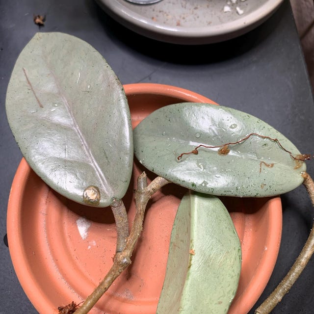 82 ホヤ　'073' ウィルバーグレイブス　フルシルバー　大株 82 ホヤ '073' ウィルバーグレイブス フルシルバー 大株