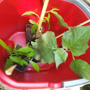 Etsy buyer added a photo of their purchase