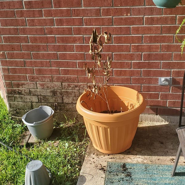 MADROÑO Live Frui Tree /arbutusunedo/ Strawberry Tree 10inch to 24in - Etsy