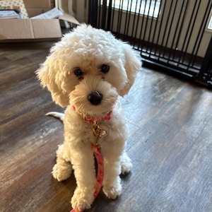 Kelly added a photo of their purchase