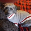 Custom Knit Dog Sock Monkey Sweater Dog Sock Monkey Costume Etsy Canada