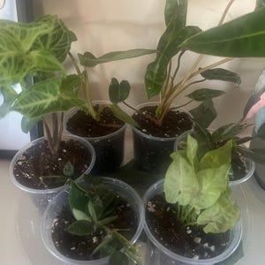 Etsy-Käufer:in hat ein Foto des gekauften Artikels hinzugefügt