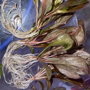 Cathy adicionaram uma foto da sua compra