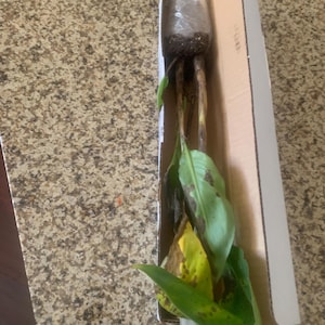 ALEXANDER ha añadido una foto de su compra