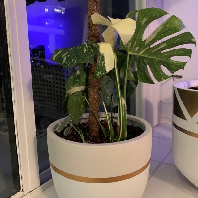 Hello I sell unique and handmade plant by