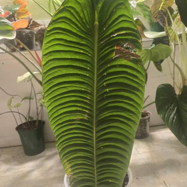 Anthurium Sp Morona Plantlets - Etsy