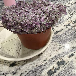 Renee added a photo of their purchase